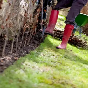 Hvornår og Hvordan planter du hæk